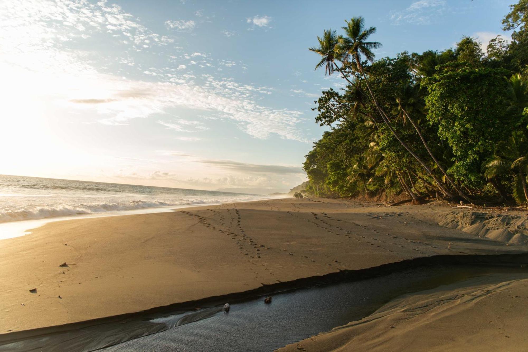 El Remanso Rainforest Lodge Puerto Jiménez Exteriör bild