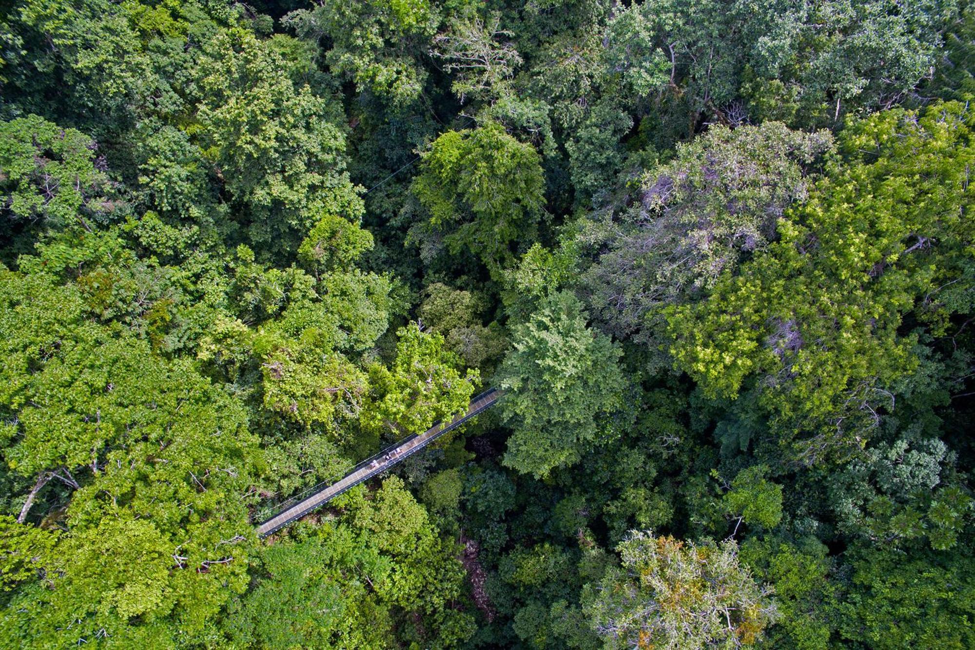 El Remanso Rainforest Lodge Puerto Jiménez Exteriör bild